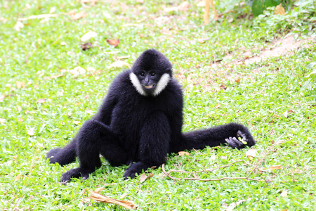 White cheeked gibbon or Lar gibbon sittingの写真素材