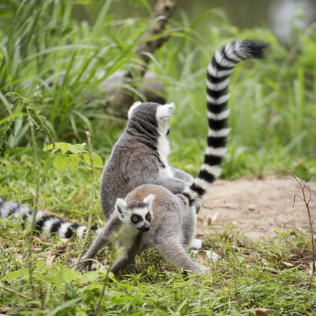 Ring-tailed lemur sitting on the grass の写真素材