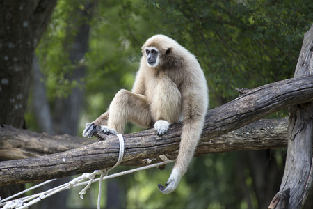 White Cheeked Gibbon or Lar Gibbon on the tree の写真素材