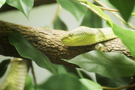 Green snake in the forest Thailand 
