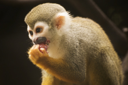Close up of a Common Squirrel Monkey eating grapeの写真素材