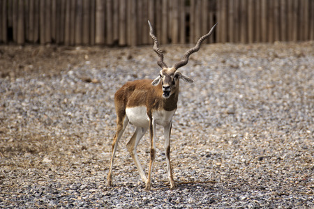 Black buck looking for something の写真素材