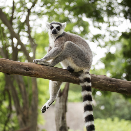 Ring-tailed lemur sitting on the tree on the tree