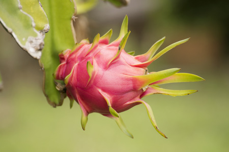 Close up dragon fruit tree in the gardenの写真素材