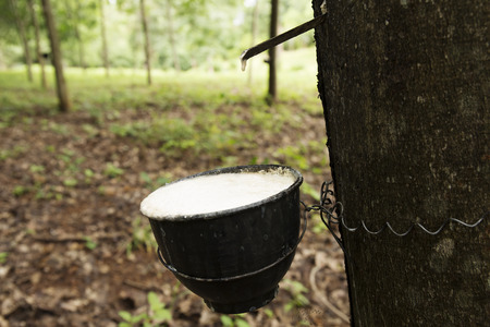 Tapping latex to the pot from a rubber treeの写真素材