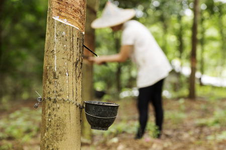 tapping latex from the rubber tree Woman worker backgroundの写真素材