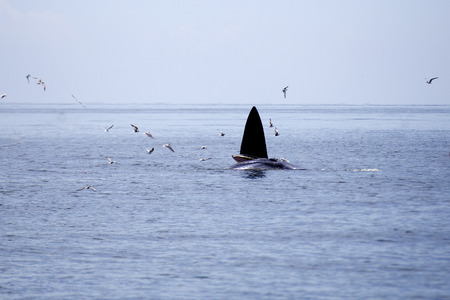 whales (Balaenoptera brydei) eating Anchovy fish in Gulf of Thailandの写真素材