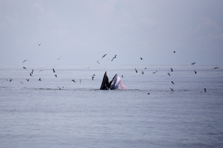 whales (Balaenoptera brydei) eating Anchovy fish in Gulf of Thailandの写真素材