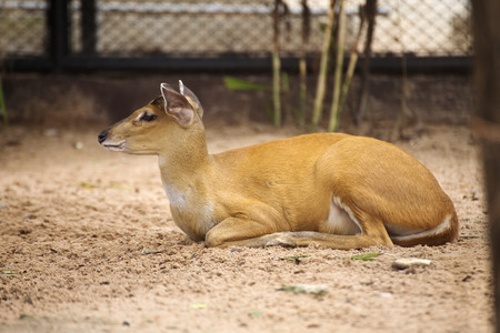 Deer looking and asleep on the floorの写真素材