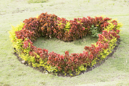 Bush have heart shape in the gardenの写真素材