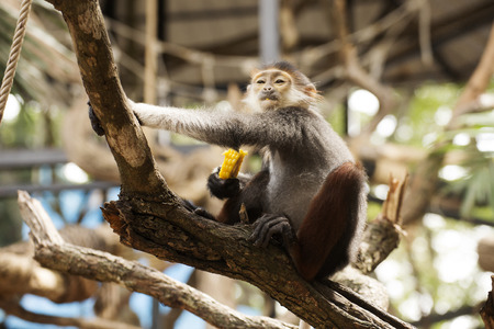 Close up Red-shanked douc langur on the treeの写真素材