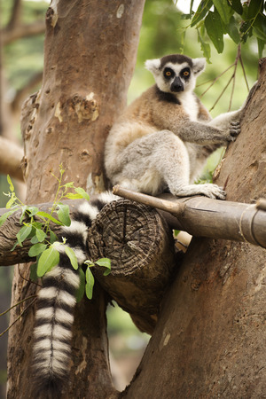 Ring-tailed lemur sitting on the treeの写真素材