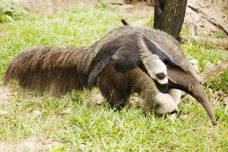 Giant Anteater (Myrmecophaga tridactyla) walking with baby on its backの写真素材