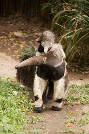 Giant Anteater (Myrmecophaga tridactyla) walking with baby on its backの写真素材