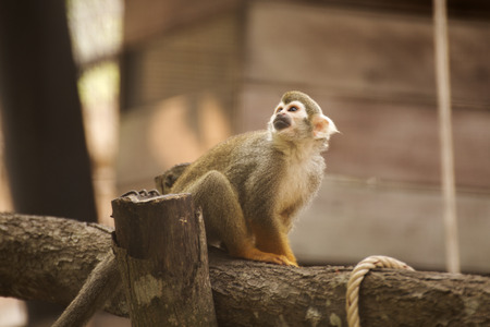 Close up of a Common Squirrel Monkey