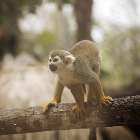 Close up of a Common Squirrel Monkey
