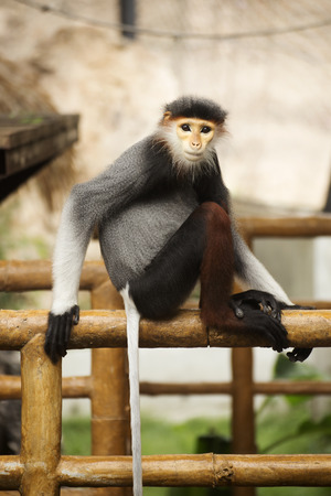 Close up Redshanked douc langur on the treeの写真素材