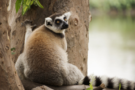 Ringtailed lemur sitting on the tree