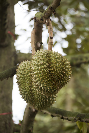 Durian fruit on the tree inThailandの写真素材