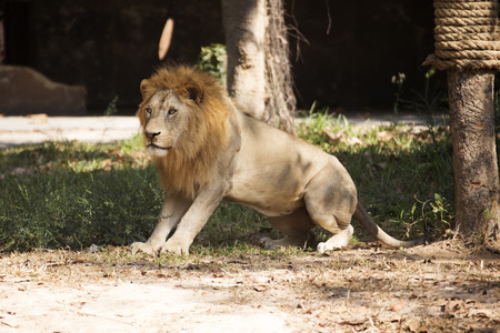 Male Lion will be sitting on the floorの写真素材