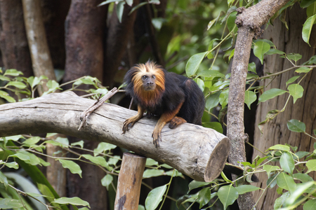 golden-headed lion tamarin on the tree