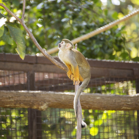 Squirrel monkey on a branch in zoo of Thailand
