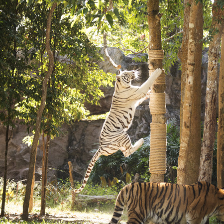 White tiger teke jumping to the tree