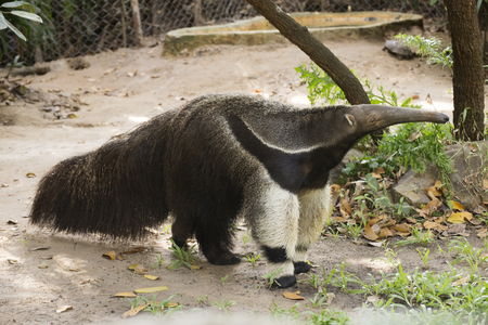 giant ant eater walking and looking somethingの写真素材