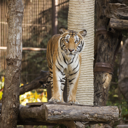 Bengal Tiger standing on wood in zoo of Thailandの写真素材