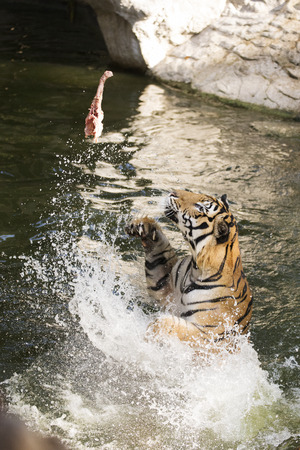 Tiger jumping from the pond for feedingの写真素材