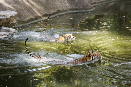 Two bengal tigers swimming in the pond