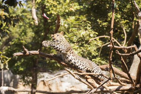 Leopard in a tree looking raw chicken