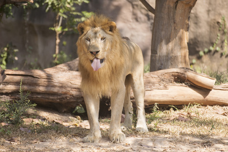 Male Lion Walking And Looking On The Floor Royalty Free Images