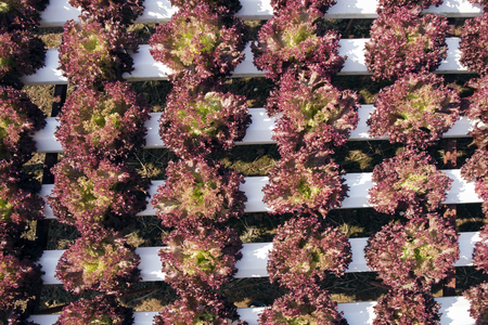 Organic vegetables hydro phonic Plantation  Top viewの写真素材