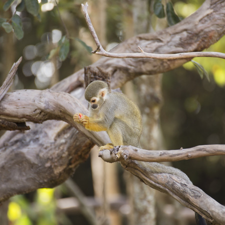 Squirrel monkey on a branch in zoo of Thailand