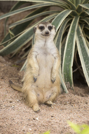 Meerkat sitting on the sand in open zooの写真素材