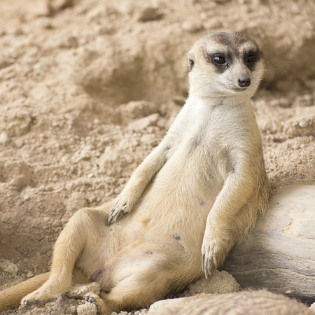 Meerkat in open zoo of Thailand (selective Focus)の写真素材