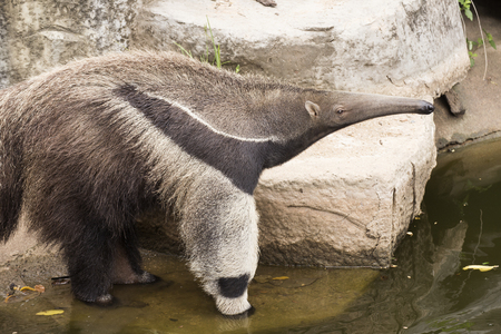 giant ant eater walking and looking somethingの写真素材