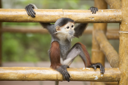 Baby Red-shanked douc langur sitting on the treeの写真素材
