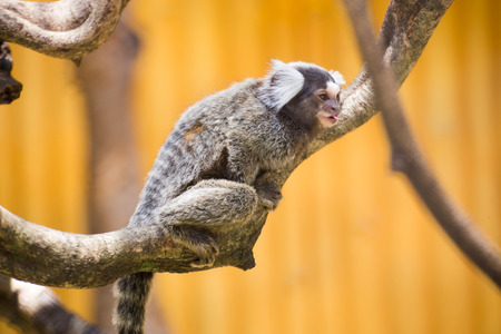 Close up Common Marmoset on the treeの写真素材