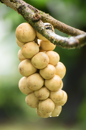 Wollongong fruit on the treeの写真素材