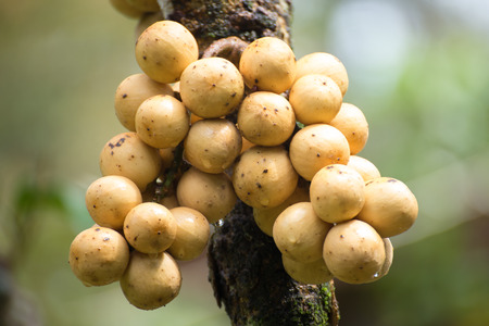 Wollongong fruit on the treeの写真素材