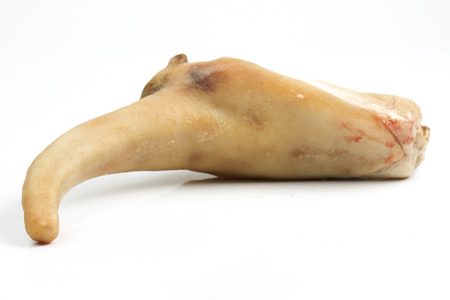raw pig tail on the white backgroundの写真素材