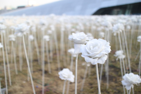 White Roseの写真素材