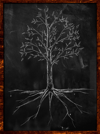 Tree Sketch leaves and root on blackboardの写真素材