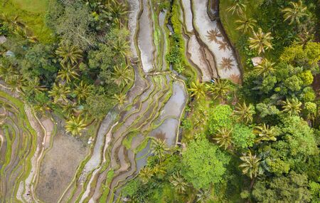 Overhead Aerial View of Tegallalang Rice Terrace. Ubud Bali - Indonesiaの写真素材