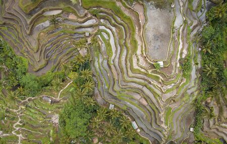 Overhead Aerial View of Tegallalang Rice Terrace. Ubud Bali - Indonesia. Abstract Background