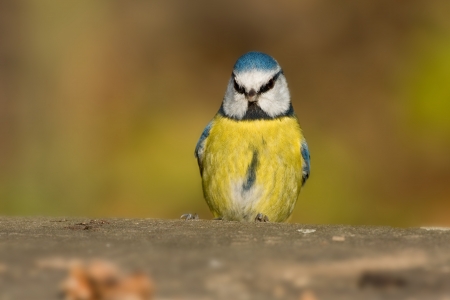 blue titの写真素材