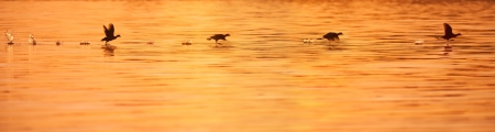 starting cootの写真素材