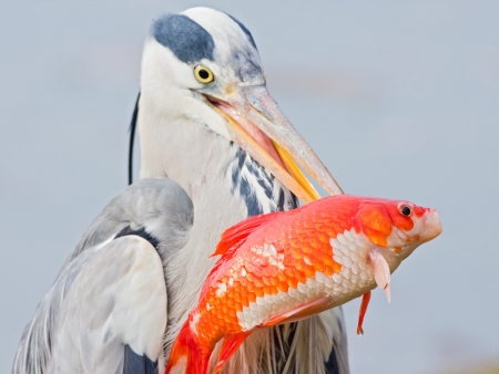 grey heron catching a goldfish の写真素材